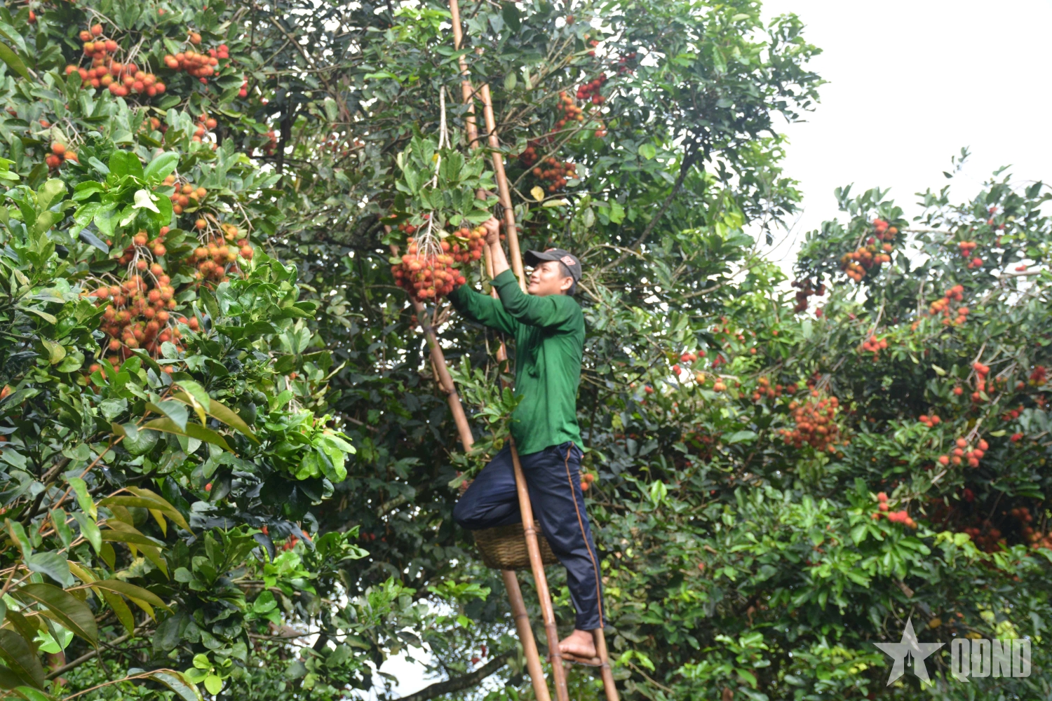 Dù gặp khó khăn, xuất khẩu nông nghiệp vẫn tăng 